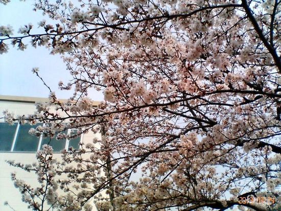 #01P006ｺﾙﾄﾝの桜ﾌﾟｰﾙ方向.jpg