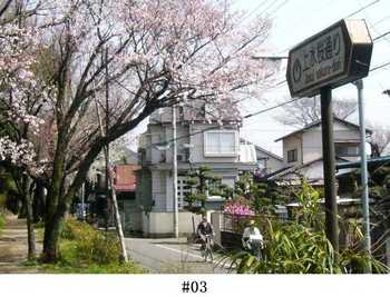 #03上水桜通りの桜（小金井市）.jpg