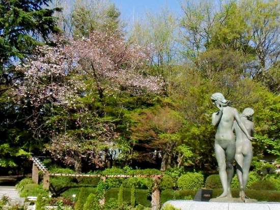 #03G3812里見公園散った桜.jpg
