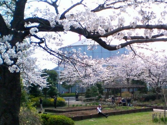 #03P004ｺﾙﾄﾝの桜図書館方向.jpg