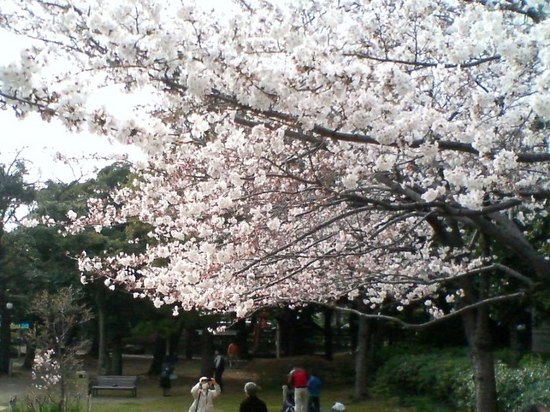 #04P003ｺﾙﾄﾝの桜お稲荷さん方向ｱ.jpg