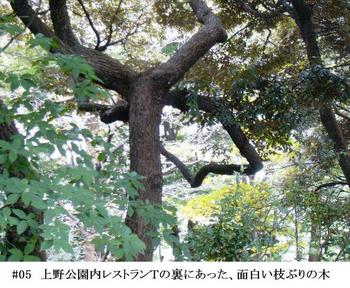 #05上野公園内の面白い枝ぶりの木.jpg