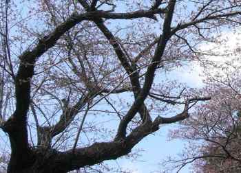 #07烏森公園の桜・つぼみもある282.jpg