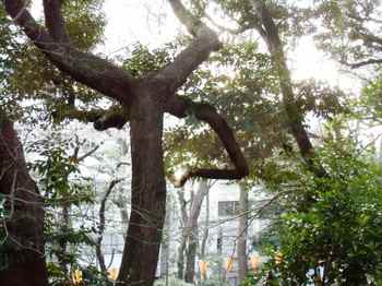 #10上野公園内奇妙な枝ぶりの木690.jpg