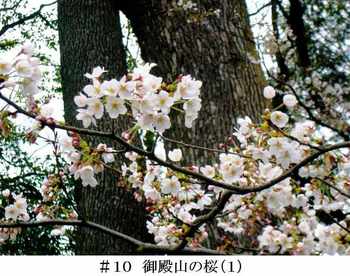 #10御殿山の桜(1).JPG