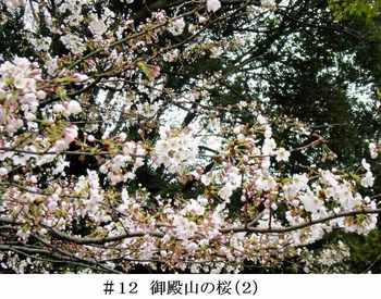 #12御殿山の桜(2).JPG