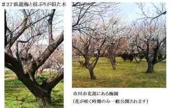 #27臥龍梅に似た梅の木.JPG