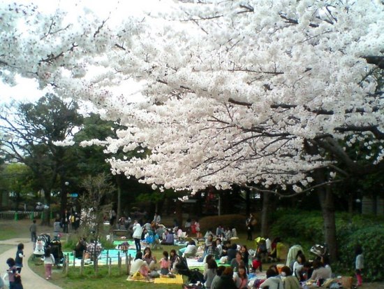 A04P009ｺﾙﾄﾝの桜（背景稲荷）.jpg