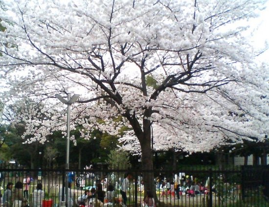 A05P015ｺﾙﾄﾝの桜（自転車置き場から）.jpg