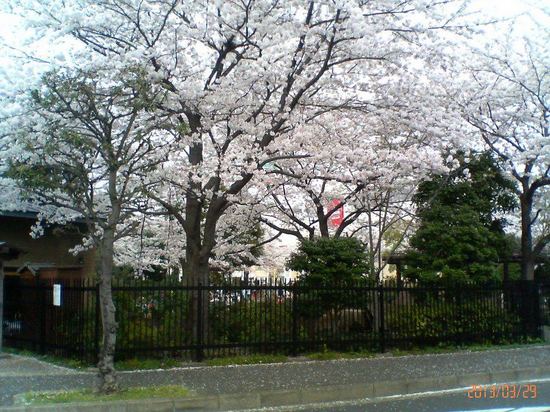 A06P016ｺﾙﾄﾝの桜（産業科学館から）  92.jpg